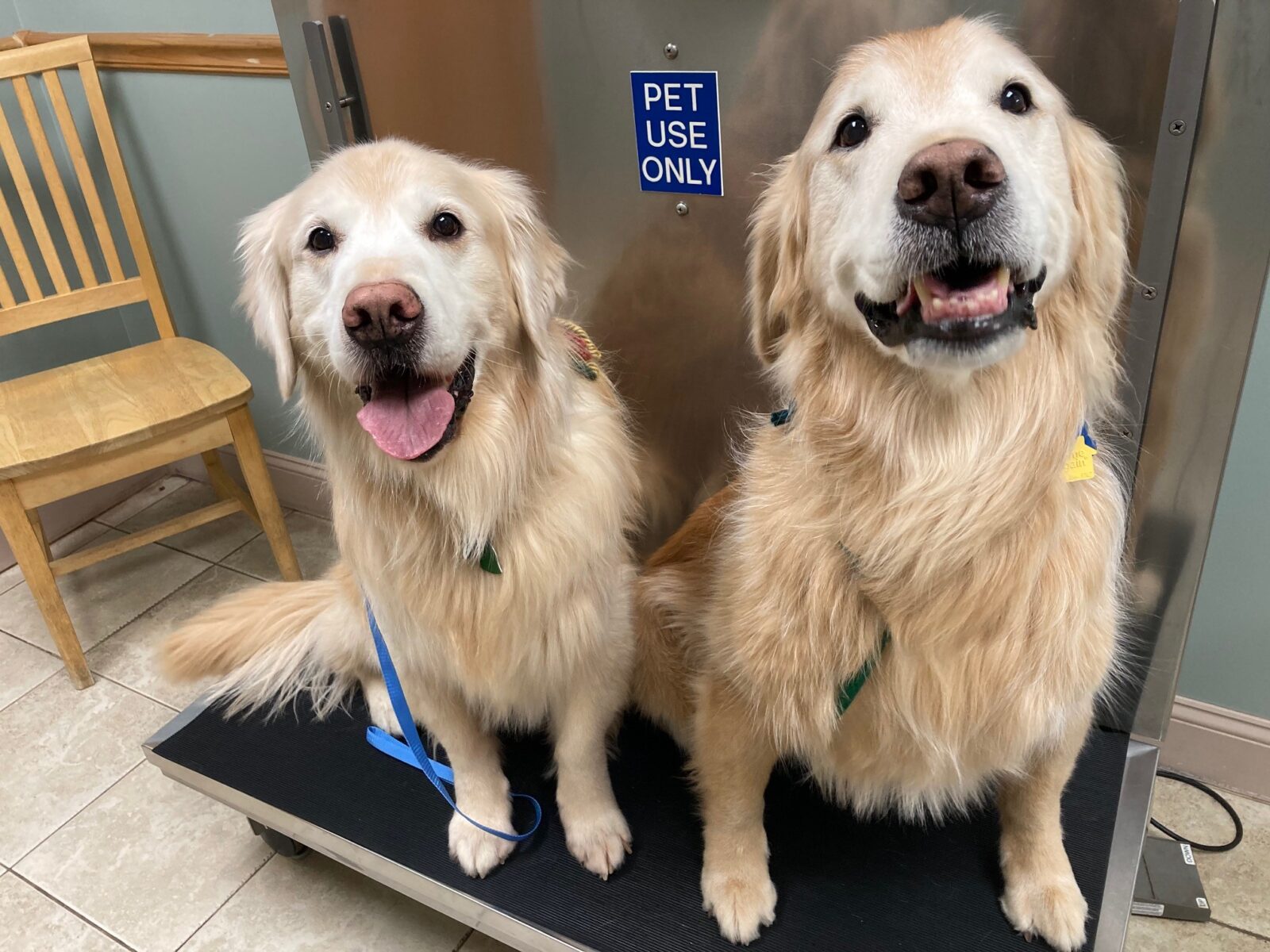 two happy golden retrievers sitting on an animal hospital scale
