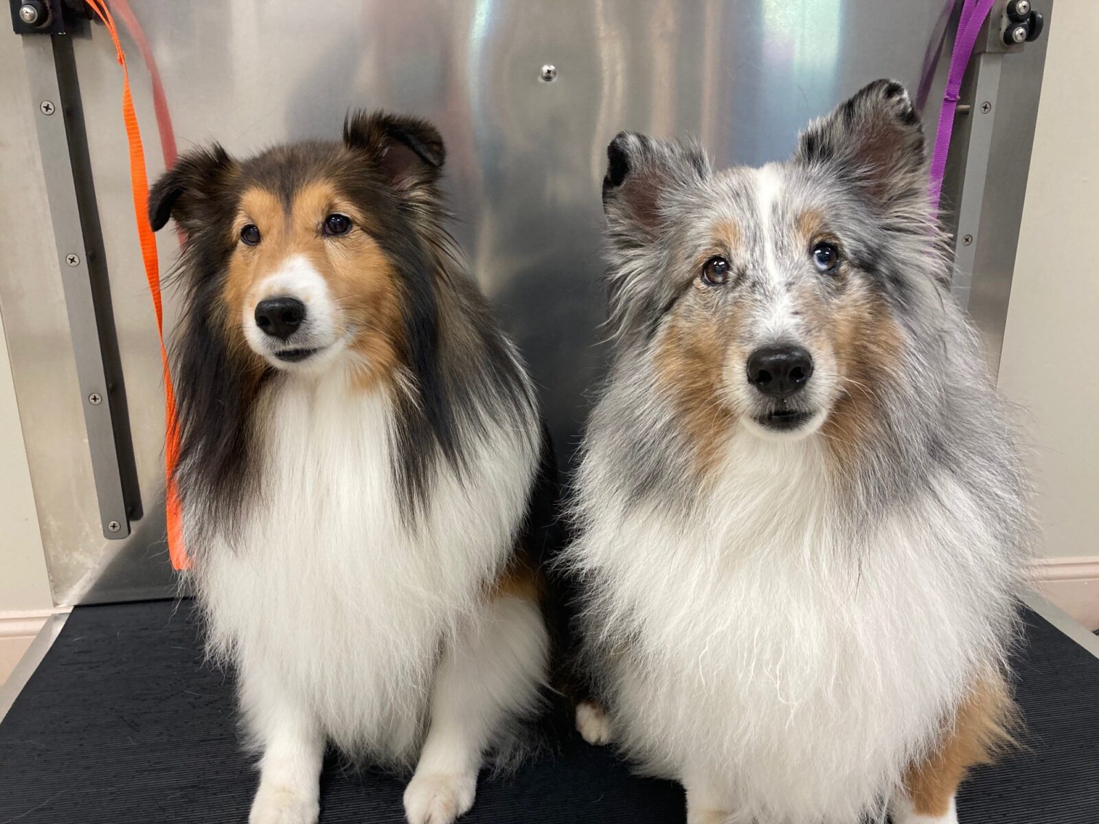 two collie dogs sitting on an animal hospital scale