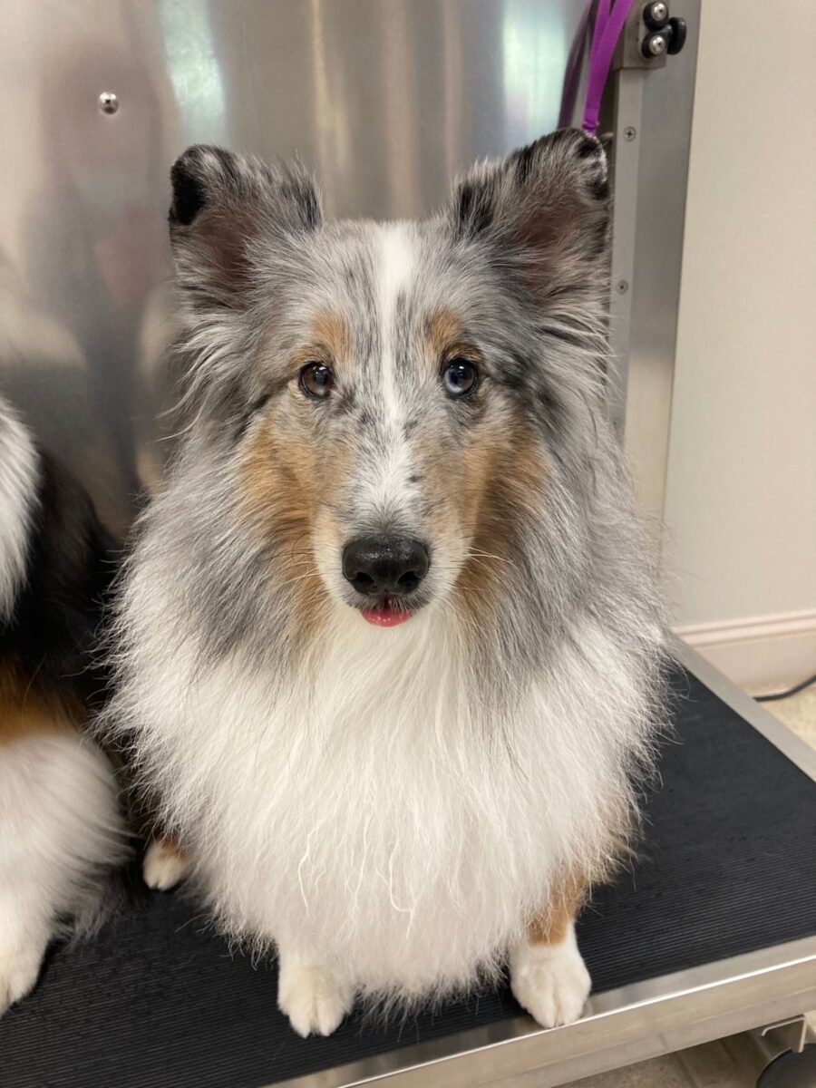 gray white and brown collie