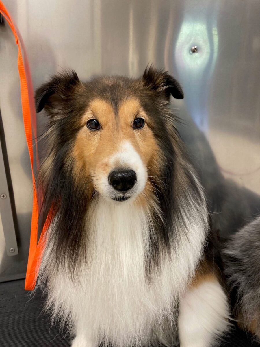 fluffy collie dog with an orange leash