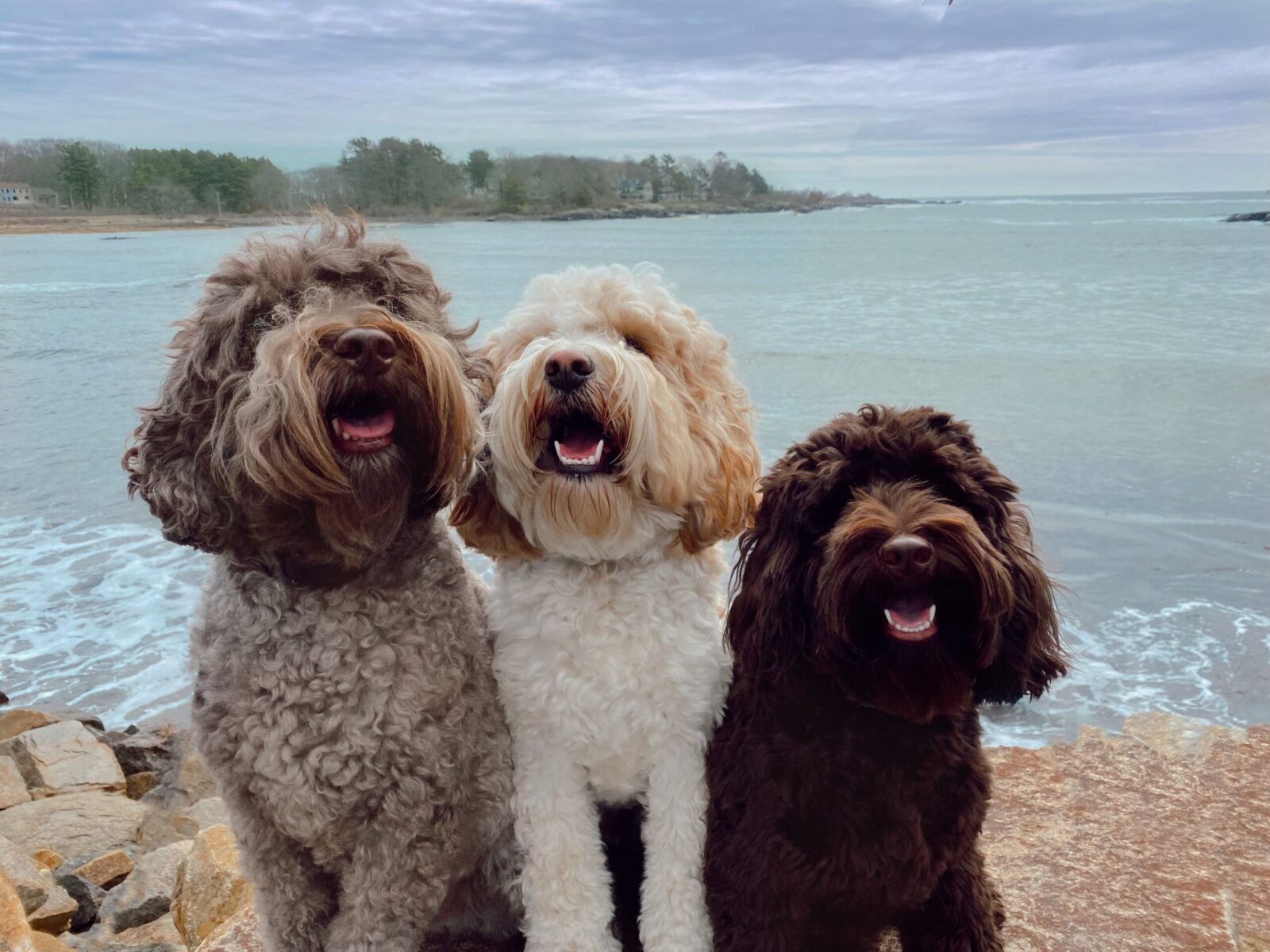 three fluffy poodle-type dogs, one gray, one white, and one brown, sitting on the edge of a body of water.