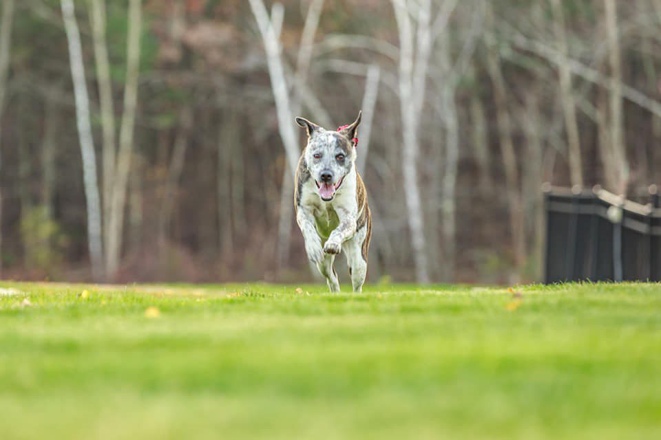 dog running in a grassy field