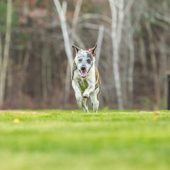 AHOB-Dog-Bandana-2.9.21