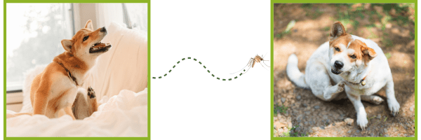 Prevention Offer - The Animal Hospital of Barrington