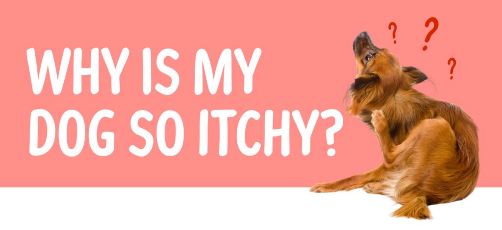 Scratch and Itch - The Animal Hospital of Barrington