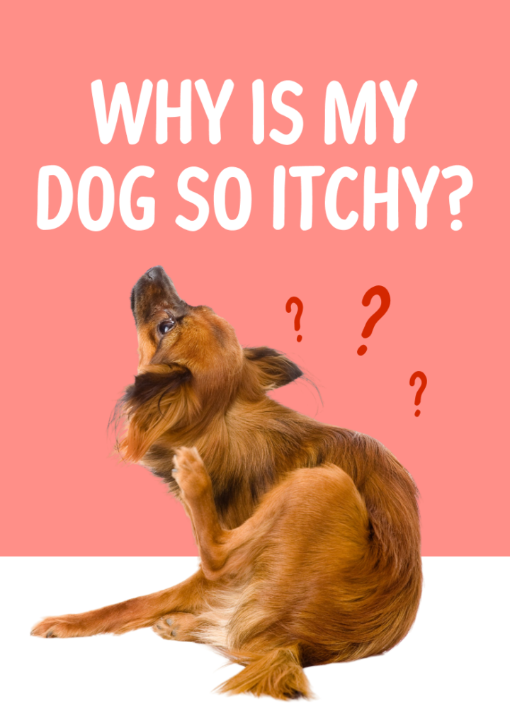 Scratch and Itch - The Animal Hospital of Barrington