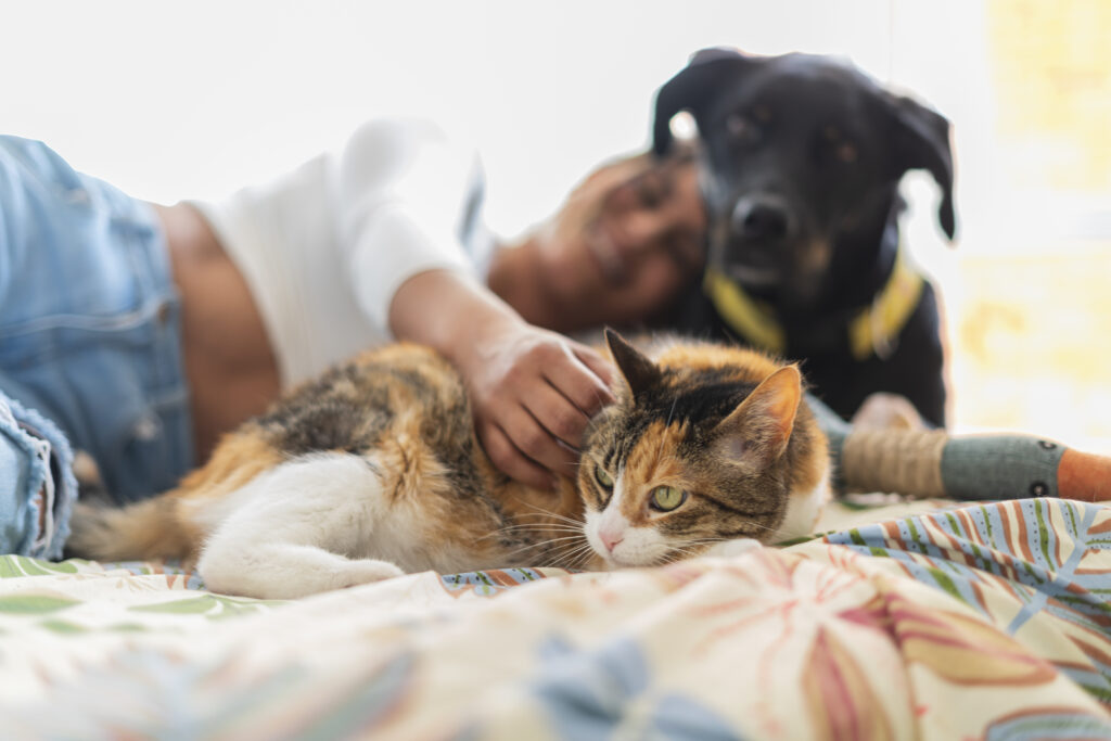 Wellness Plans - The Animal Hospital of Barrington